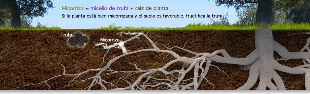 La clé pour cultiver les truffes : Mycorhize
