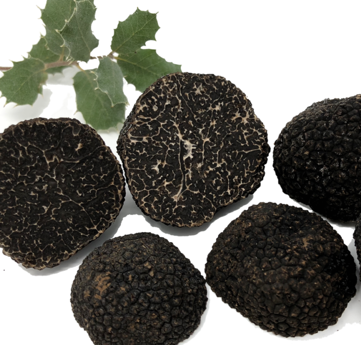 Sustrato con Esporas para Trufas - Cultivar Trufas