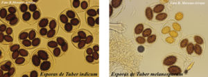 Spores de Tuber indicum et Tuber melanosporum