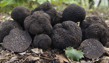 Cultivar Trufas Negras Andalucía