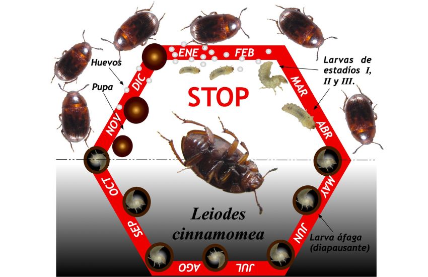 Ciclo biológico del escarabajo de la trufa