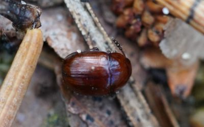 Ciclo biológico del escarabajo de la trufa (Leiodes cinnamomea Panzer, 1793): Conocimientos básicos para su control.