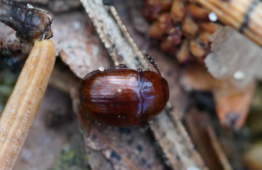 Ciclo biológico del escarabajo de la trufa (Leiodes cinnamomea Panzer, 1793): Conocimientos básicos para su control.