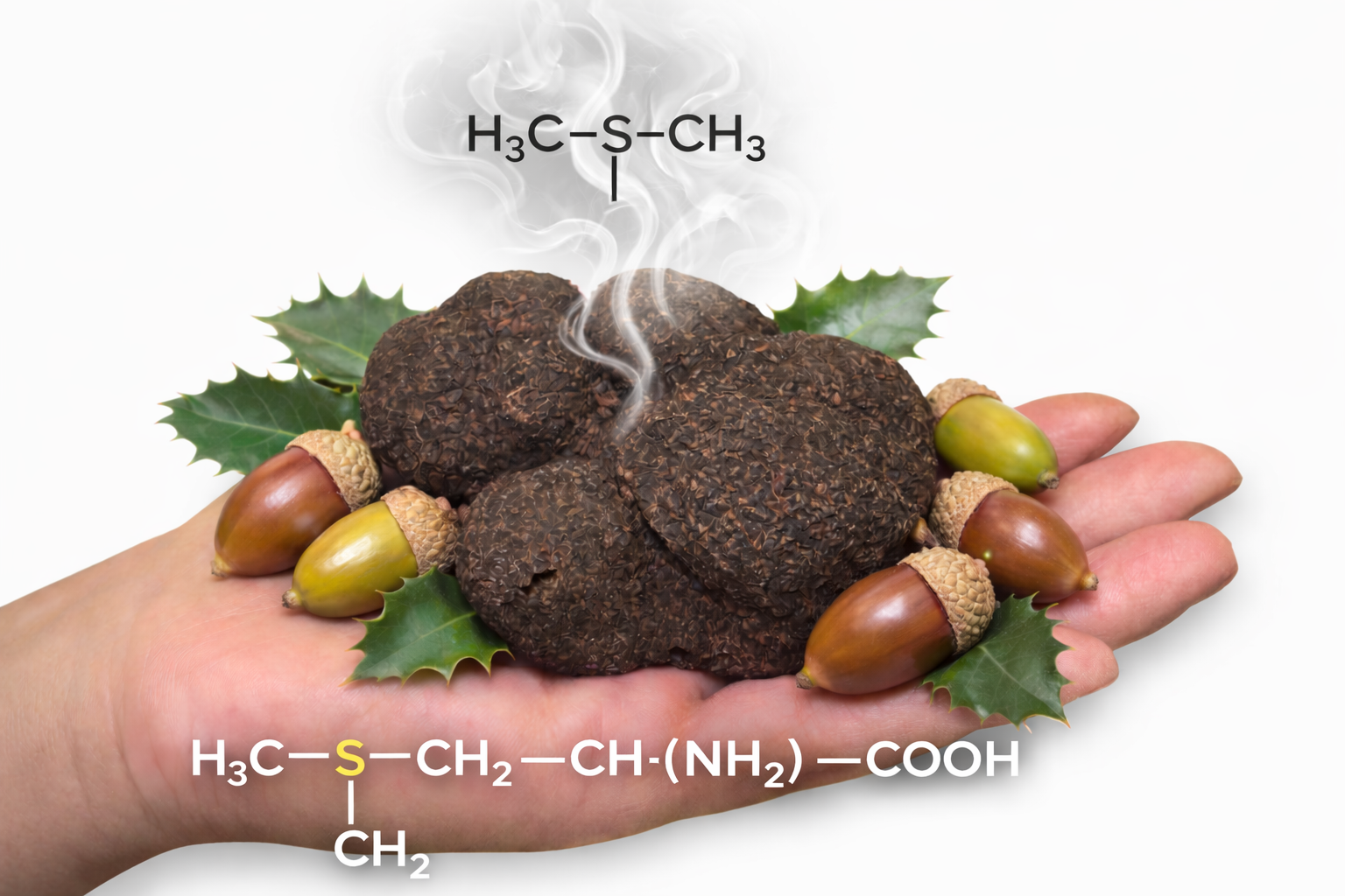 aromatruff- aminoacidos-metionina